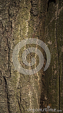 green and brown trunk wood Stock Photo