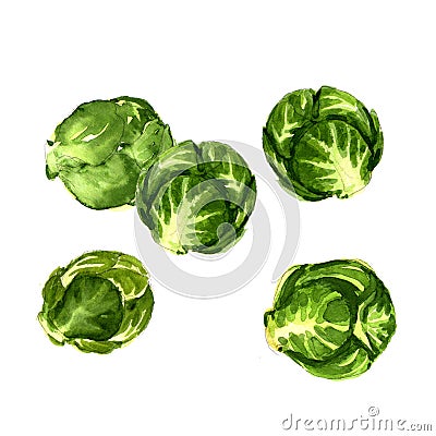 Green brussels sprouts cabbage isolated Stock Photo