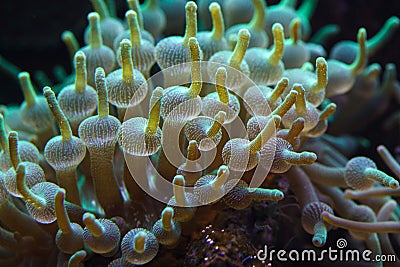 Green bubble-tip anemone Entacmaea quadricolor Stock Photo