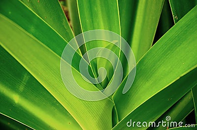 Green bud of spider tree Stock Photo