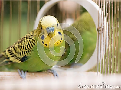Green budgerigar parrot close up sits in cage. Cute green budgie Stock Photo