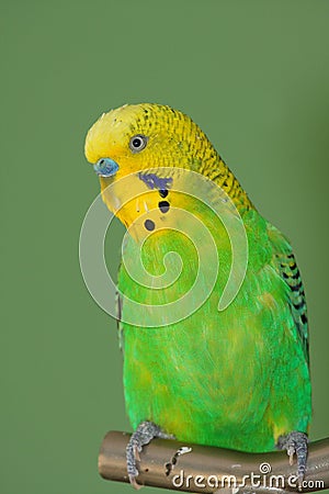 Green budgerigar portrait Stock Photo