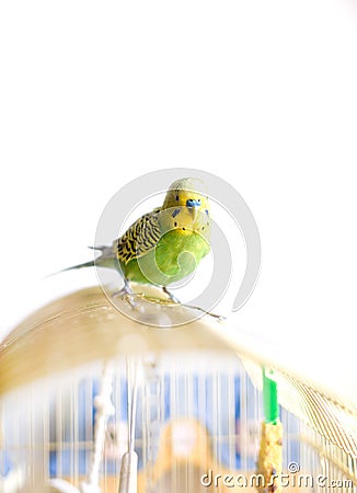 Green Budgerigar sitting on cage Stock Photo