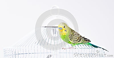Green budgie sitting on his cage Stock Photo