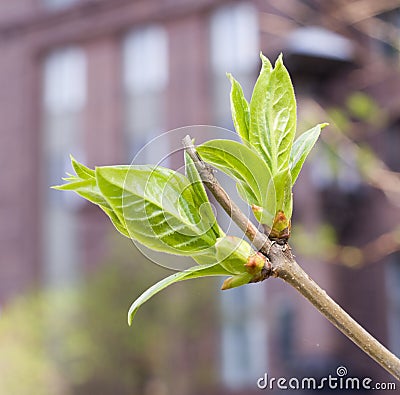 Green buds on branches in spring. nature, seasons Stock Photo