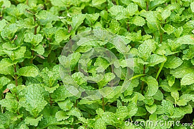 Kitchen mint Stock Photo