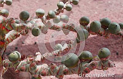 green buds on a tree branch in the sun on a background of pink gravel Stock Photo