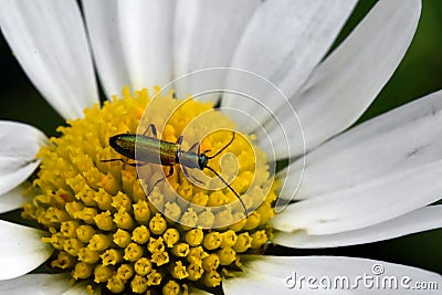 Green bug on a daisy flower Stock Photo