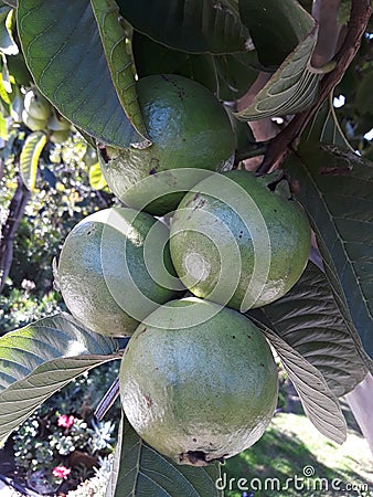 Green bunch of guava fruits hanging on tree Stock Photo