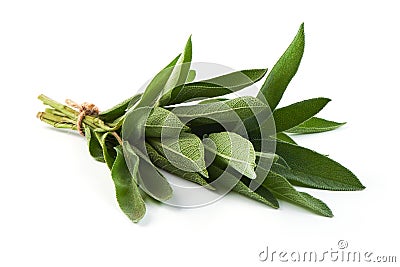 Green bunch of sage, isolated on white background Stock Photo