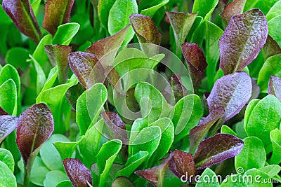 Green and burgundy lettuce seedlings, growing Stock Photo