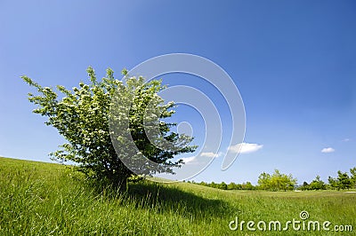 Green bush Stock Photo