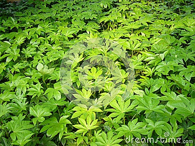 Green bush Stock Photo