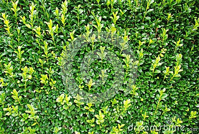 Green bush background Stock Photo