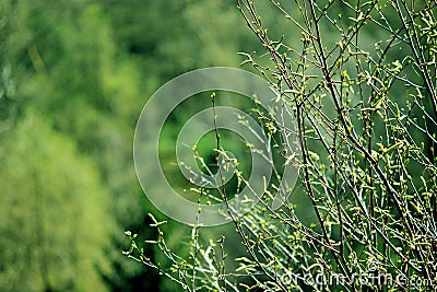 Green bush Stock Photo