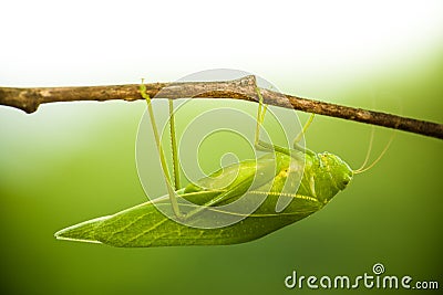 Green bush cricket, katydid or long-horned grasshopper insect family Tettigoniidae attached to a tree branch wooden stick. Stock Photo