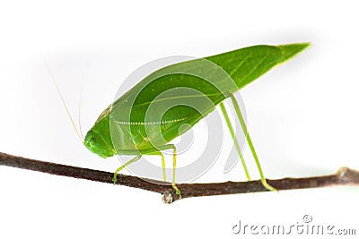 Green bush cricket, katydid or long-horned grasshopper insect family Tettigoniidae attached to a tree branch wooden stick macro Stock Photo