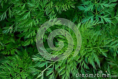 Green Bush of curly parsley close up macro. Stock Photo