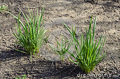 Green Bush daffodils in the spring in the front garden Stock Photo