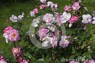 Green bush full of little beautiful deep-pink and light-pink tea roses on a green background. Stock Photo