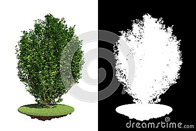 Green Bush with green grass on White Background. Stock Photo