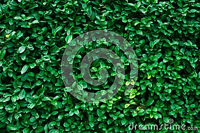 Green bush hedge wall horizontal background with fresh leaves Stock Photo