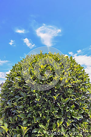 Green bush isolated on blue sky and beautiful clouds in the garden. Stock Photo