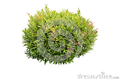 Green bush isolated Stock Photo