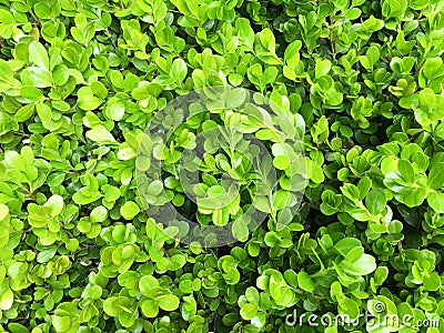 Green bush leaves wall background Stock Photo