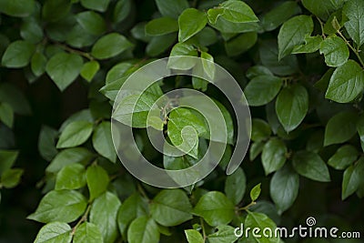 Green bush in the park. Stock Photo