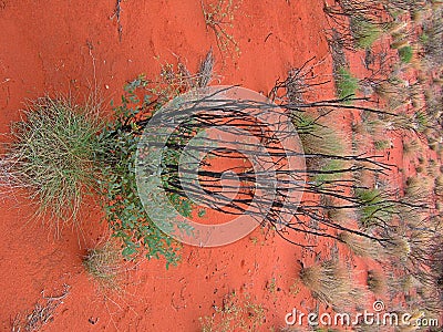 Green bush in the red sand of desert Editorial Stock Photo