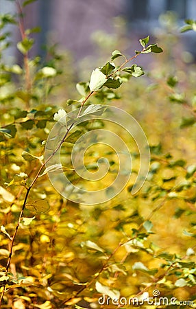 Green bush sheets with blury background Stock Photo