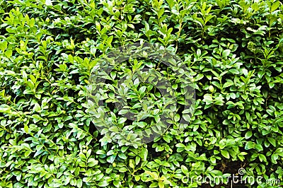 Green Bush Texture Stock Photo