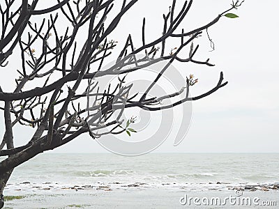 Green bush trees with clear sky. Stock Photo