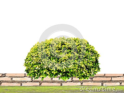 Green bush or wall of shrubs isolated on white background. Green leaves wall with clipping path Stock Photo