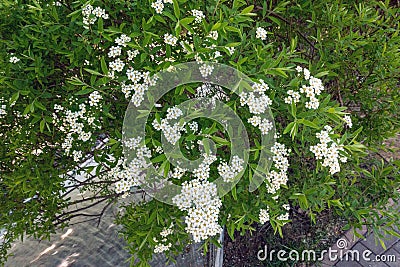 Green bush with white flowers Stock Photo