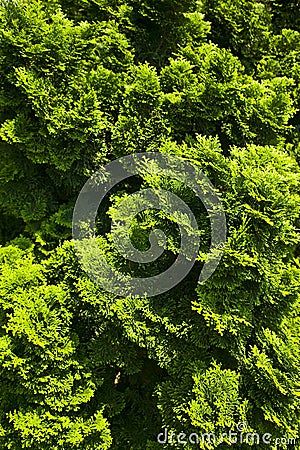 Green bushes Stock Photo