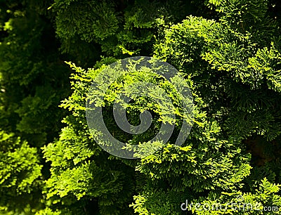 Green bushes Stock Photo
