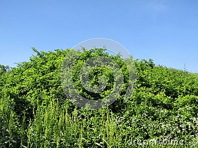 Green bushes against the sky Stock Photo