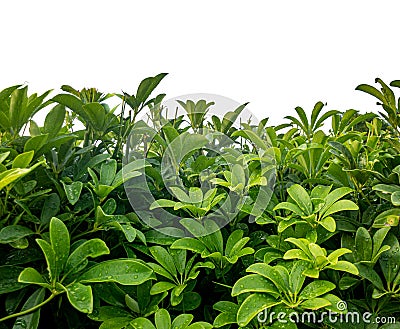 Green bushes with dew drops in the morning Stock Photo