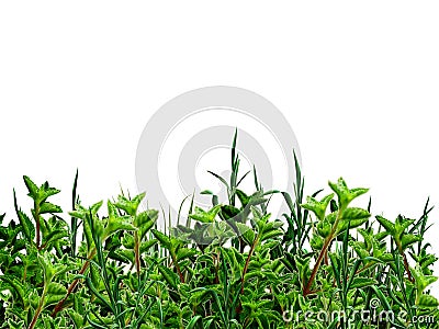 Green bushes and grass Stock Photo