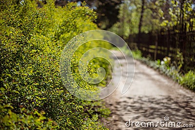 Green bushes in the park along the road. With artistic blur. Stock Photo