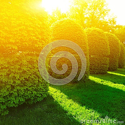 Green bushes in sun light Stock Photo