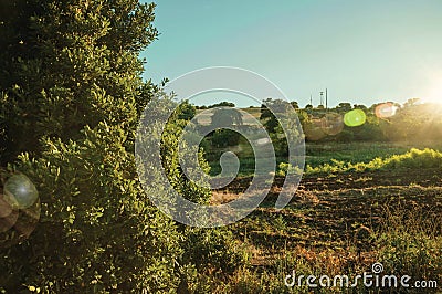 Green bushes and trees at sunset in a farm Stock Photo