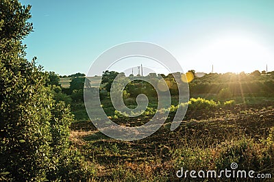 Green bushes and trees at sunset in a farm Stock Photo