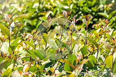 Green bushes with trimmed branches and young leaves Stock Photo