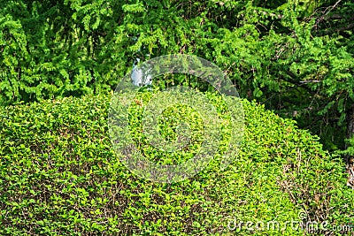 Green bushes with trimmed branches and young leaves Stock Photo