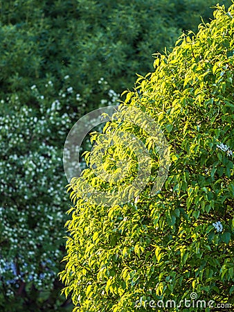 Green bushes with trimmed branches and young leaves Stock Photo