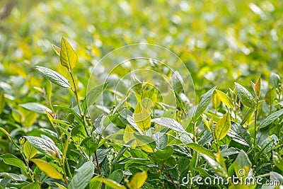 Green bushes with trimmed branches and young leaves Stock Photo