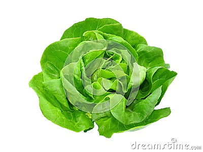 Green butter lettuce vegetable or salad isolated on white Stock Photo